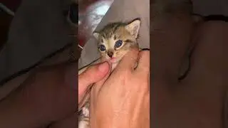 Anak kucing meong meong 😅😅 