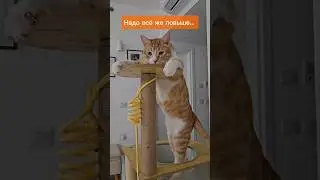 Наблюдательный пункт