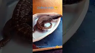 Варан кайфует