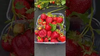 АЗИЯ 20.06. Сбор после шквального ливня #дача #сад #garden #strawberry #клубника
