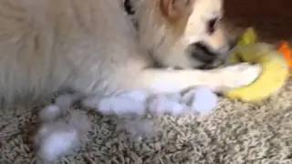 Spooky House of Fluffy Butt.mov