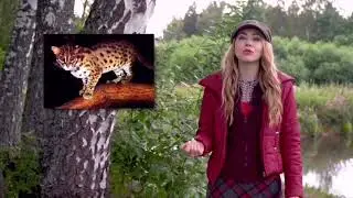 А что вы знаете о диких кошках? 😺