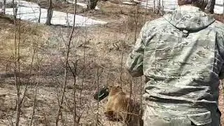 Хитрый и наглый медведь