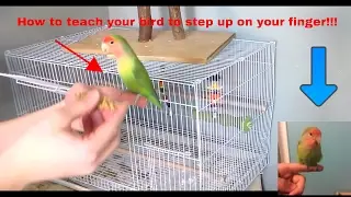 (How To) teach your pet bird to step up on your finger!!!!