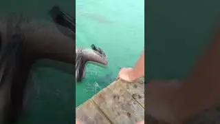 These animals are hungry for trouble 🦢 | Most Ridiculous