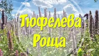 ТЮФЕЛЕВА РОЩА | Парк ЗИЛ | Культурный центр ЗИЛ | Tyufeliv grove