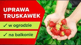Truskawki w ogrodzie i na balkonie - kiedy i jak sadzić, jak uprawiać truskawki?