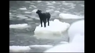 【感動】世の中捨てたもんじゃない(動画です。スライドではありません。)