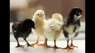 цыпки первый выводок