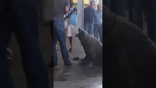 Angry Seal Funny  