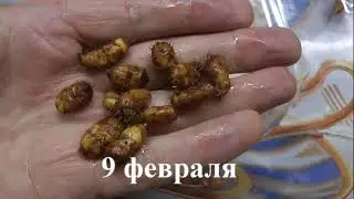 чуфа 5 лет всхожесть 100% лучше увидеть ,чем услышать