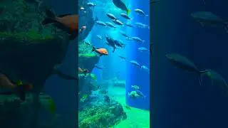 Largest Aquarium in the World - Oceanografic Valencia #aquarium #travel #valencia #spain #largest