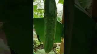Сорт "настоящий полковник"