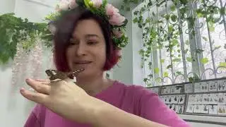 В какой куколке прячется эта бабочкака Сильвия