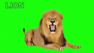 lion green screen no copyright || NO COPYRIGHT