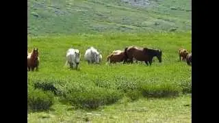 Табун на пастбище в Восточном Саяне