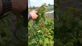 Малина в тоннели