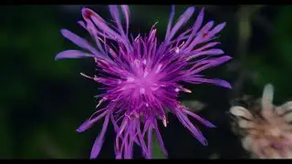 Gazorpazorp - Dišemo zajedno (official video)