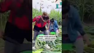 Когда скоро дача!)))