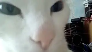 Харя белого Саша
