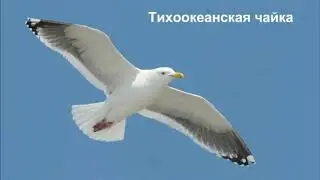 Чайки Шикотана