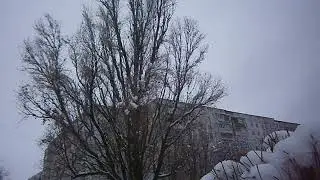 снежный куст