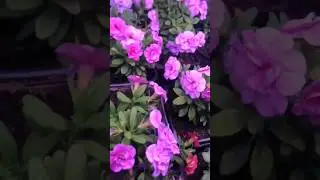 Мои растишки зимой, часть 1