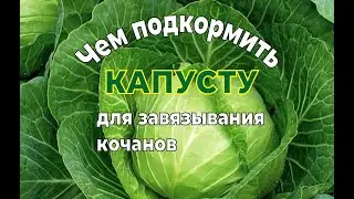 ЧЕМ ПОДКОРМИТЬ КАПУСТУ В ИЮЛЕ ДЛЯ ЗАВЯЗЫВАНИЯ КОЧАНОВ.