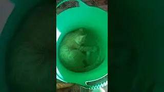 Подстава, хвост не ловится😁 #cat #cute #catlover #kitten #котенок #kitty #shorts #тренд #прикол #рек