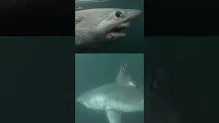 A really big shark got gobbled up by another, massive shark in 1st known case of its kind #trending