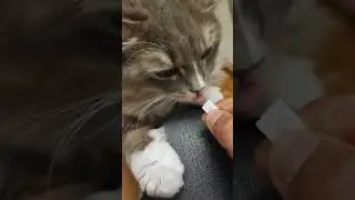 Котик полюбил медицину | Соломон 