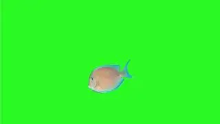 🎏 Fish Green Screen Effect