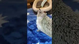 🧃🍪🍨Бегом Кушоц!