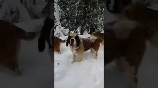 красивые собаки