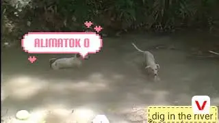 Dogi digi