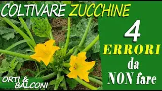 COLTIVARE ZUCCHINE | 4 ERRORI da NON fare per avere RACCOLTI ABBONDANTI