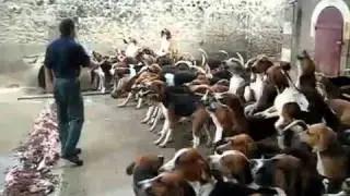 Almuerzo de Perros