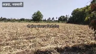 अडदा गांव मे भारतीय गौ कांकरेज जिसे सारवार के लिए रेसक्यु किया गया