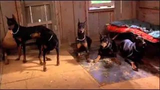 La gang dei doberman colpisce ancora spezzone italiano 2