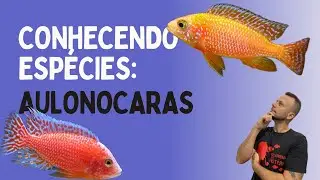 POSSO COLOCAR AULONOCARAS COM MBUNAS (yellow, auratus azul) ???