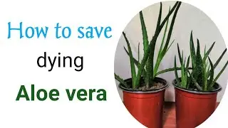 Revive A Dying Aloe vera | How to save dying Aloe