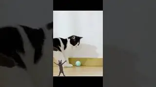Endless Entertainment: USB Rechargeable Cat Ball Toy - Review and Playtime!