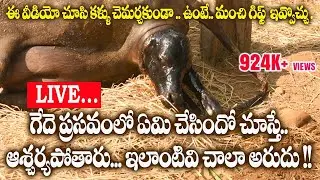 Buffalo delivery live action/  birth of a calf/ buffalo delivery pains/animal's delivery live action