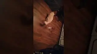Ciacho and Sierscian playing laser toy