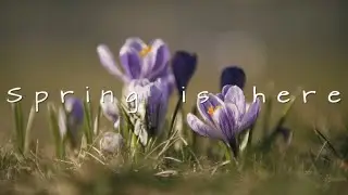 Spring is Here [NIKON 85mm, focal reducer, Panasonic G9]