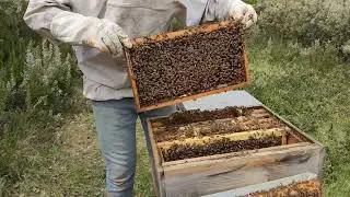 Arının Genel Kontrolü ve Ana Arının Görülmesi