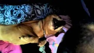 Gangster Dog