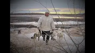 Охота на гуся, Камчатка, весна 2018