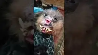 Добрый фенечка     