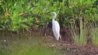 Yellow-billed Egret (Ardea brachyrhyncha) - Farasuto Forest (Gambia) 19-11-2024